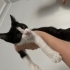 OYUNCU YAVRU KEDİ fotoğraf