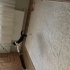 OYUNCU YAVRU KEDİ fotoğraf