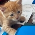 2 erkek yavru kedi fotoğraf
