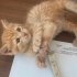 2 erkek yavru kedi fotoğraf