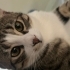 Sağlıklı uysal köpeklerle anlaşan tekir kedi fotoğraf