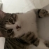 Sağlıklı uysal köpeklerle anlaşan tekir kedi fotoğraf