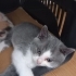 3 MELEZ YAVRUYA ÖMÜRLÜK YUVA fotoğraf