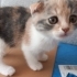 3 MELEZ YAVRUYA ÖMÜRLÜK YUVA fotoğraf