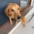Golden kızımıza yuva fotoğraf