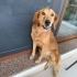 Golden kızımıza yuva fotoğraf