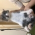 Gri 1 aylık yavru kedi fotoğraf