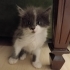 Gri 1 aylık yavru kedi fotoğraf