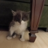 Gri 1 aylık yavru kedi fotoğraf