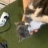 Gri 1 aylık yavru kedi fotoğraf