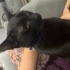 3 kedime yuva arıyorum acill fotoğraf