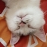 Melez, Kısırlaştırılmış ev kedisi 😍 fotoğraf