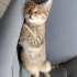 Eskişehir engelli patilere öncelik fotoğraf