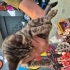 Yavru kedimize Acill yuva aranıyor fotoğraf