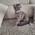 🚨 ACİL! YUVA BULAMAZSA SOKAĞA DÖNECEK fotoğraf