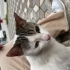 1 yaşlarında kısır 2 kardeş dişi kedi fotoğraf
