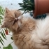 İran kedisi persian garfield fotoğraf