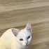 SOKAĞA TERKEDİLMİŞ SAĞIR VAN KEDİSİNE AİLE ARIYORUZ fotoğraf