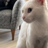 SOKAĞA TERKEDİLMİŞ SAĞIR VAN KEDİSİNE AİLE ARIYORUZ fotoğraf