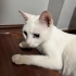 SOKAĞA TERKEDİLMİŞ SAĞIR VAN KEDİSİNE AİLE ARIYORUZ fotoğraf