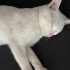 SOKAĞA TERKEDİLMİŞ SAĞIR VAN KEDİSİNE AİLE ARIYORUZ fotoğraf