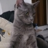 Kısırlaştırılmış aşıları tam sosyal kedi fotoğraf