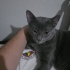 Kısırlaştırılmış aşıları tam sosyal kedi fotoğraf