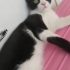 Beni sahiplen 😻 fotoğraf
