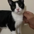 Beni sahiplen 😻 fotoğraf