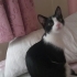 Beni sahiplen 😻 fotoğraf