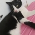 Beni sahiplen 😻 fotoğraf