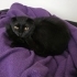 Ücretsiz Scottish Fold Erkek fotoğraf