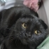 Ücretsiz Scottish Fold Erkek fotoğraf
