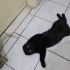 Ücretsiz Scottish Fold Erkek fotoğraf