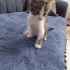 Yavru tekir kedi fotoğraf