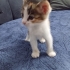 Yavru tekir kedi fotoğraf