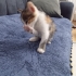 Yavru tekir kedi fotoğraf