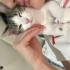 Minik Bir Kalp, Ömürlük Bir Yuva Arıyor fotoğraf