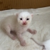Sevimli minik yavru fotoğraf