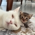 Sevimli minik yavru fotoğraf