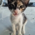 Dünya tatlısı Calico fotoğraf