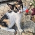 Dünya tatlısı Calico fotoğraf