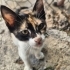 Dünya tatlısı Calico fotoğraf