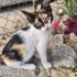 Dünya tatlısı Calico fotoğraf