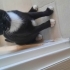Sesi çıkmayan masum bir kedi fotoğraf