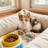 Minik Prenses yuva arıyor fotoğraf