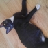 Sesi çıkmayan uslu bir kedi fotoğraf