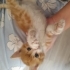 Annesi Terk etmiş bebiş kedi fotoğraf