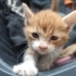 Annesi Terk etmiş bebiş kedi fotoğraf
