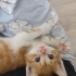 Annesi Terk etmiş bebiş kedi fotoğraf